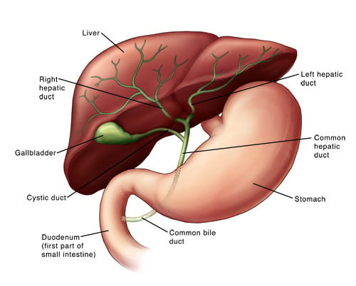 genfit_bile_ducts_liver_elafibranor