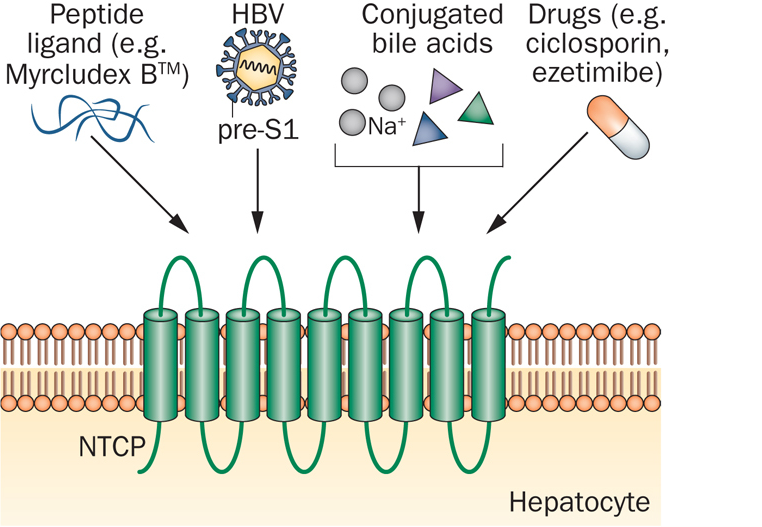 hepatera_myrcludex_b_hepatitis_b_myr_maxwell_rvc_russian_biotech