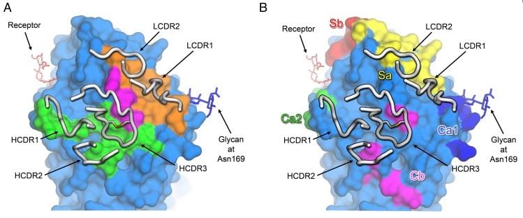 humabs_cellclone_antibody_influenza_a