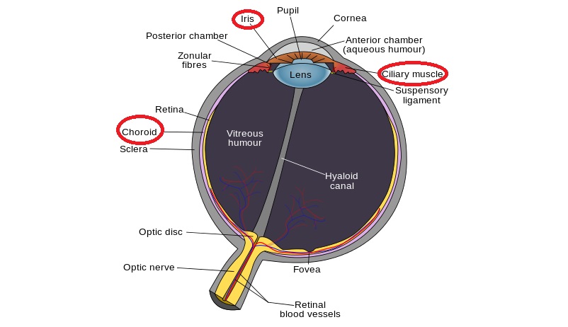 immunocore_uveal_melanoma_eye_cancer