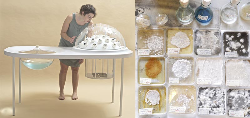 katharina_unger_julia_kaisinger_bioart_fungi_mutarium_design_geography_bioart