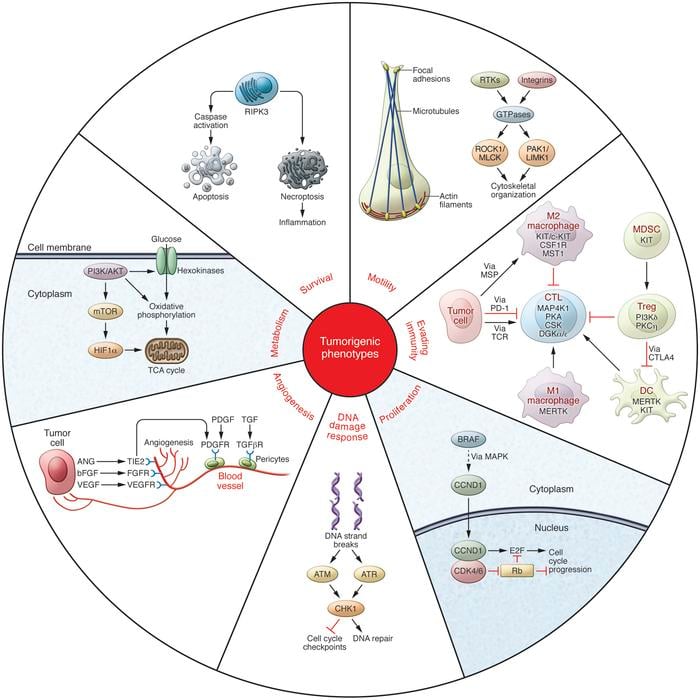 kinases_cancer_blueprint_roche_immunotherapies