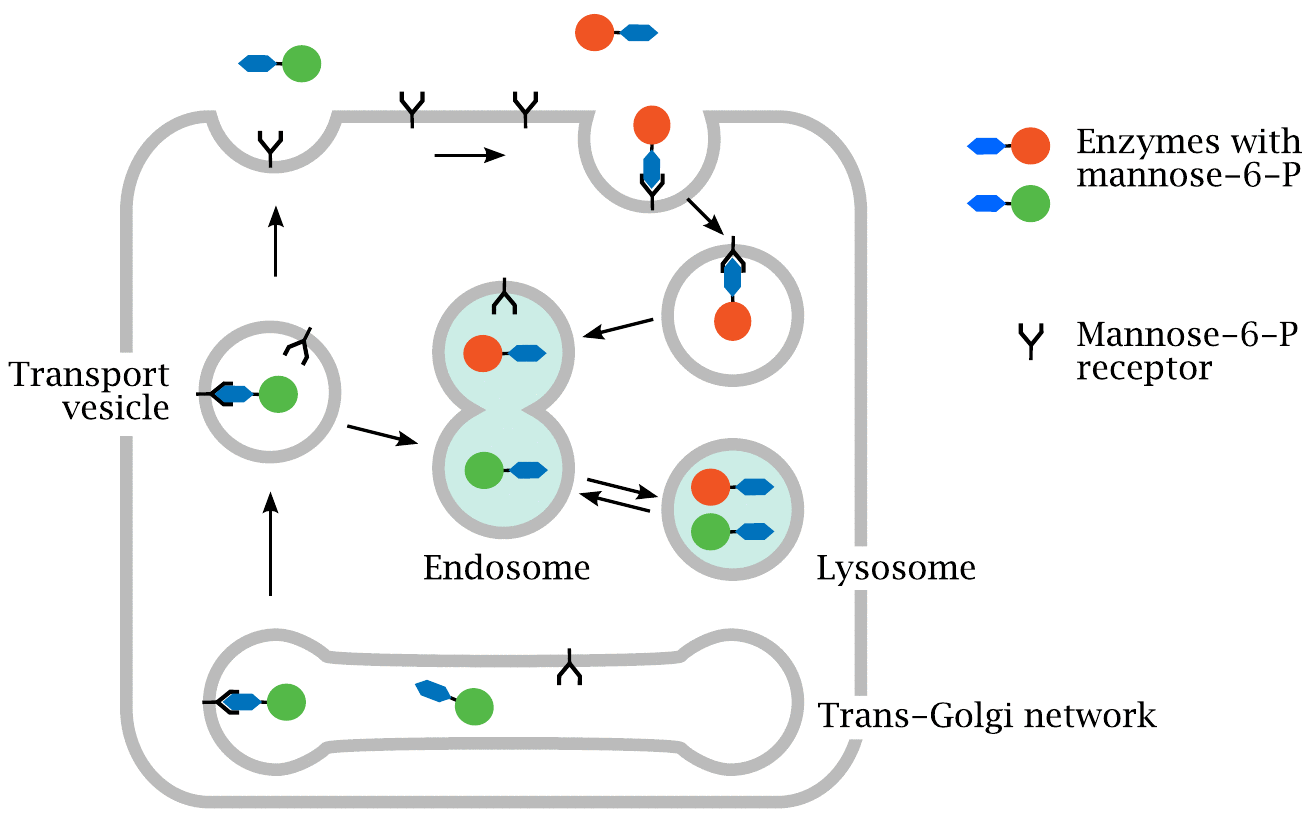 m6p_receptor_lysossomal_enzyme_pompe_disease_sanofi_genzyme_replacement_therapy