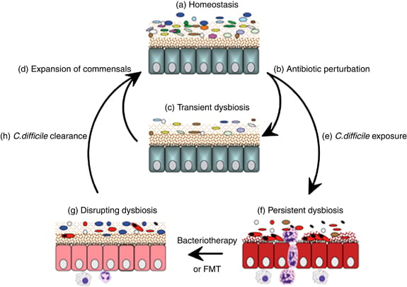 maat_microbiome_dysbiosis_microbiotherapy