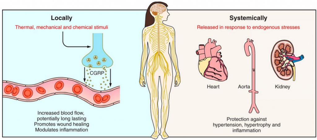 migraine_cgrp_physiology_headache_teva_merck