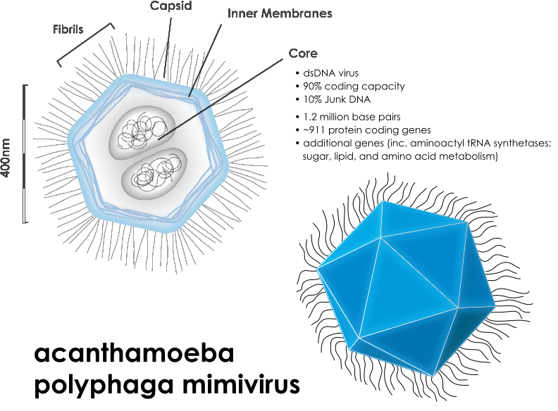 mimivire_megavirus_crispr_defense_aix_nature