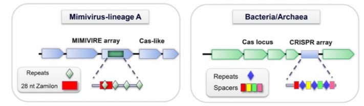 mimivire_mimivirus_zamilon_crispr_cas_aix