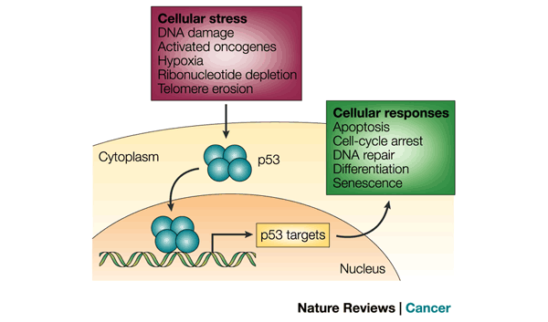 p53_ovarian_cancer_apoptosis_apr