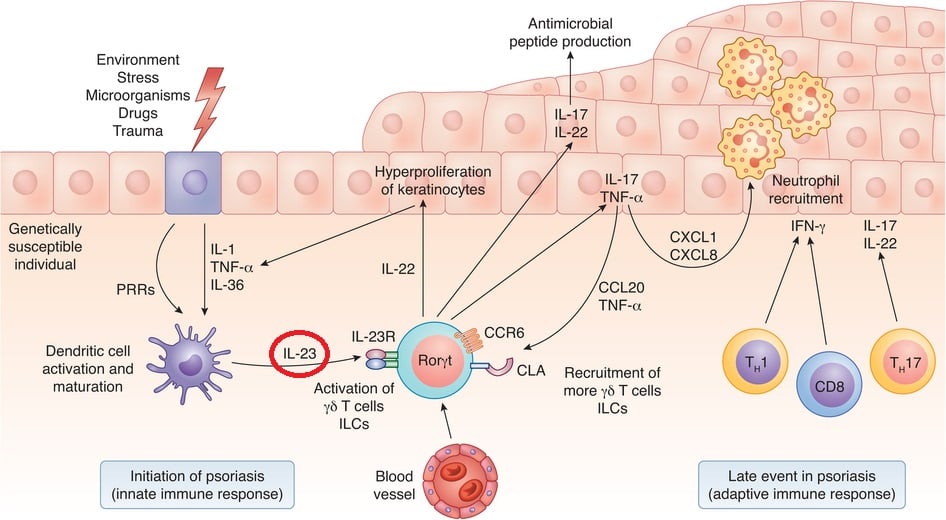 psoriasis_il23_abbvie_boehringer_ingelheim_bi655066_ustekinumab_crohn's_asthma_psoriatic_arthritis