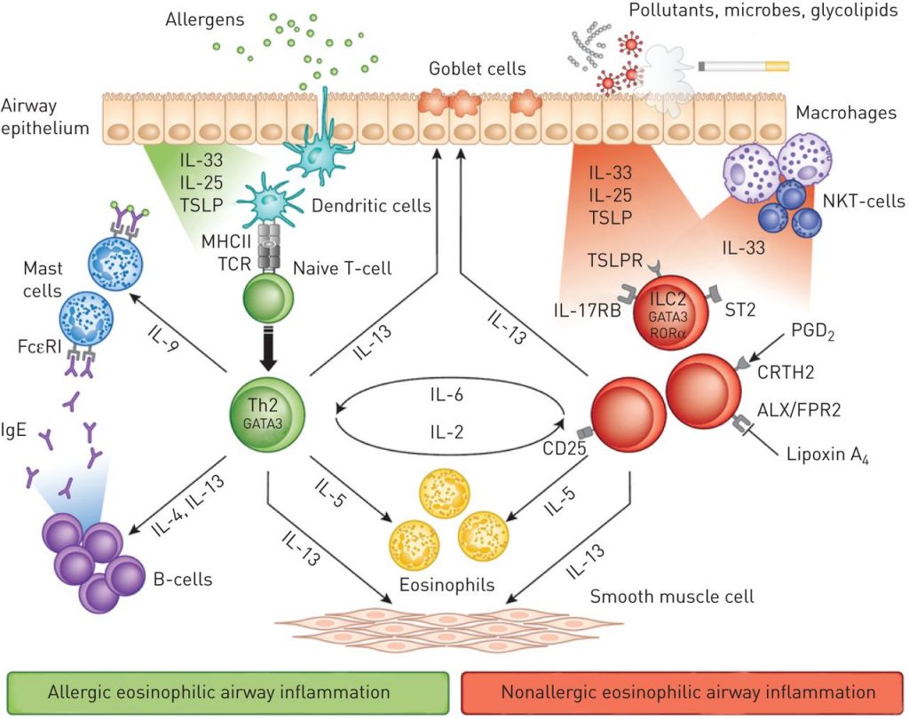 tevas_reslizumab_interleukin5_eosinophil_asthma