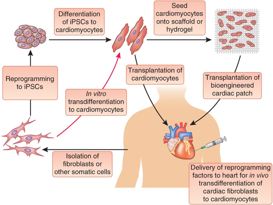 tissue_engineering_myocardial_infarction_heart_patch_bionic_cybord_tel_aviv_university_tau_dvir_feiner_nature_materials