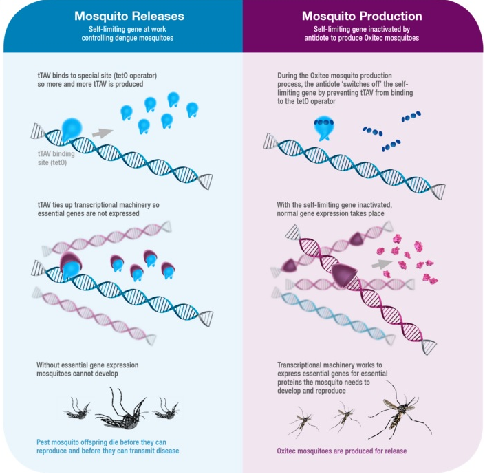 zika_oxitec_mosquito_fda_genetic_engineering_release_infectious_disease