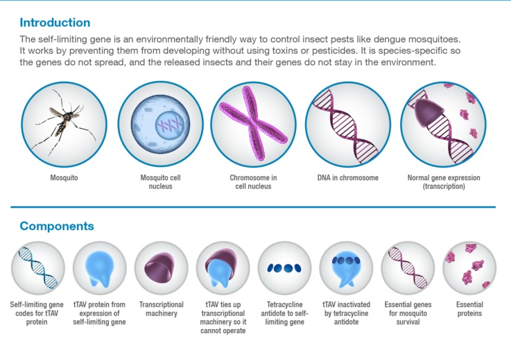 zika_oxitec_mosquito_fda_genetic_engineering_release_infectious_disease_oxford