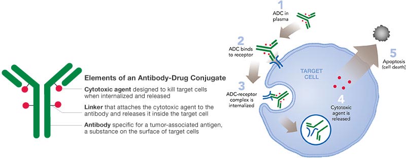 antibody_drug_conjugate_technology_coral_biome_palytoxin