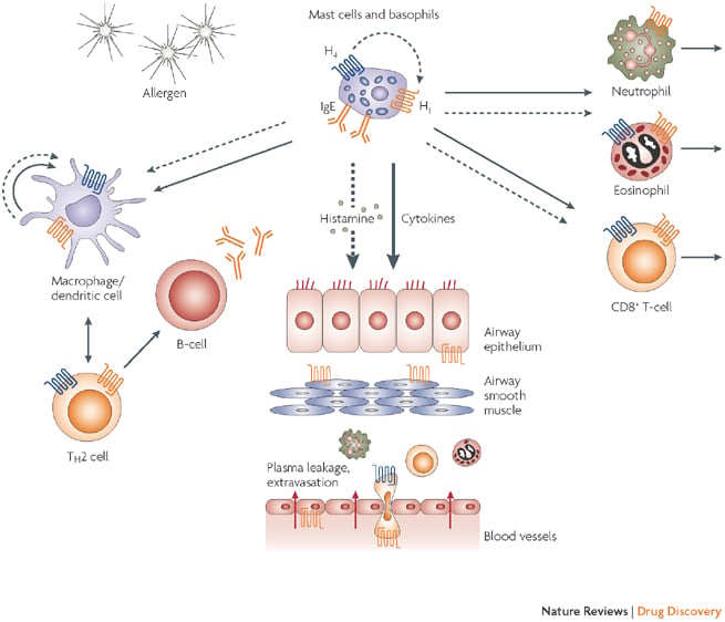 antihistamine_h4_atopic_dermatitis_ziarco