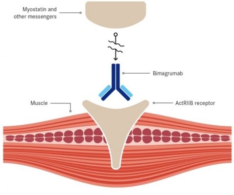 bimagrumab_morphosys_novartis_muscle_sibm