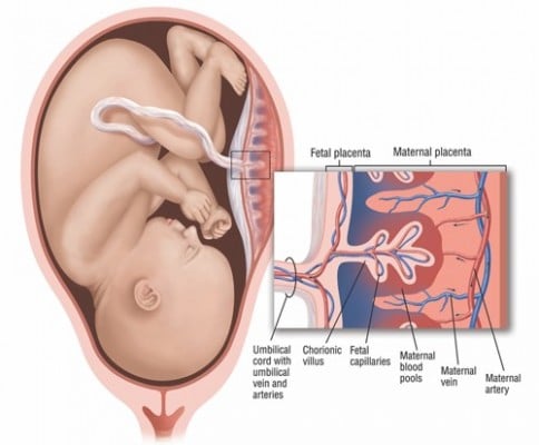 First 3D Placenta Model Helps Study Pregnancy Disorders