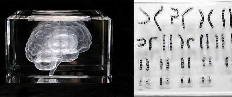 chromosome_puzzle_katharine_dowson_bioart_brain_neurology_wellcome_science