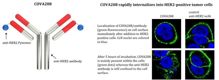 cova208_covagen_biotech_switzerland_eu_cancer_immunotherapy_antibody