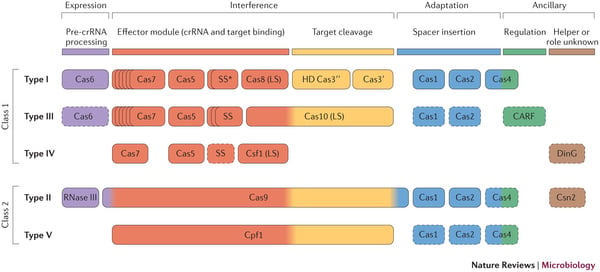 crispr_cpf1_charpentier_gene_editing