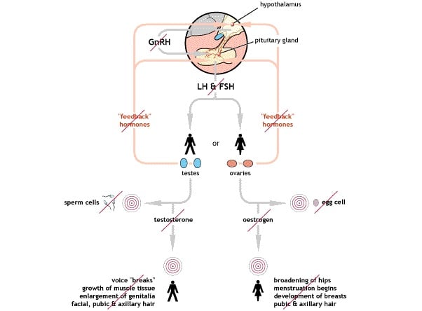 gnrh_deficiency_lausanne_sephator_ngs