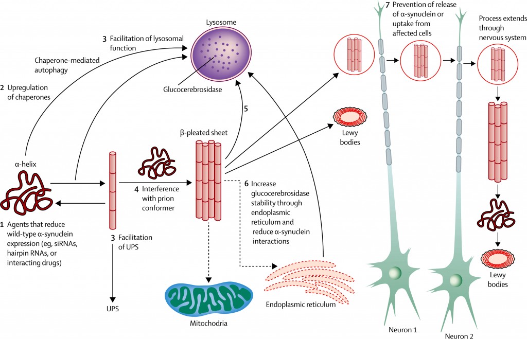 lewy_parkinson_vaccine_parkinsons_neurodegenerative_pd01_affitope