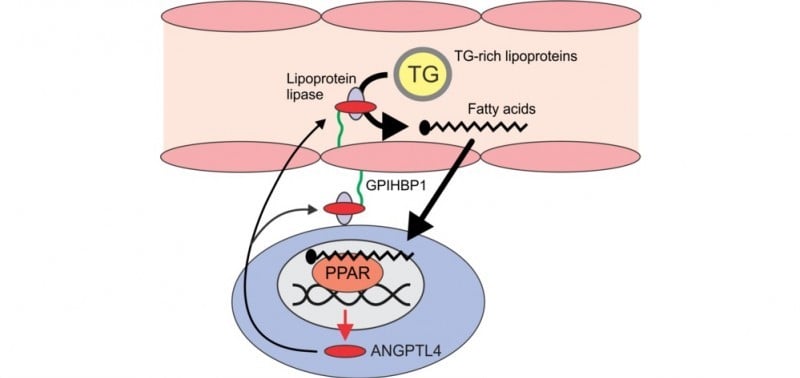 lipoprotein_lipase_lpl_cardiovascular_lipigon