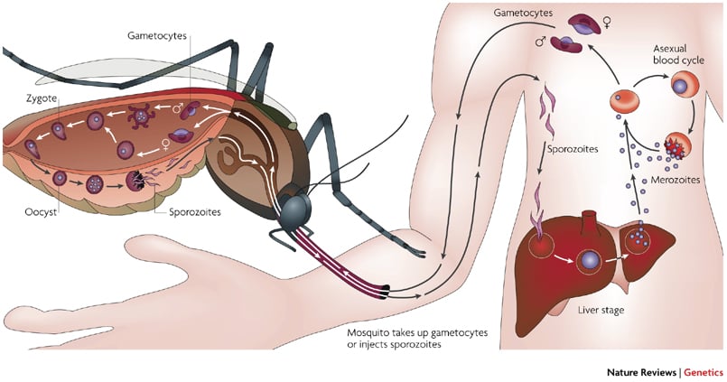 malaria_plasmodium_mosquito_parasite_trip