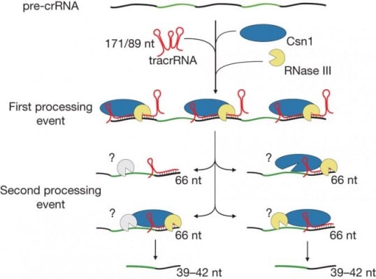 minimal_crispr_cpf1_crrna_tracrrna