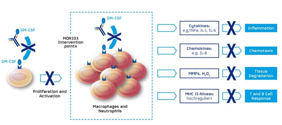 morphosys_GSK3196165_anti_GM_CSF