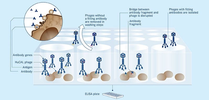 morphosys_antibody_library_hucal