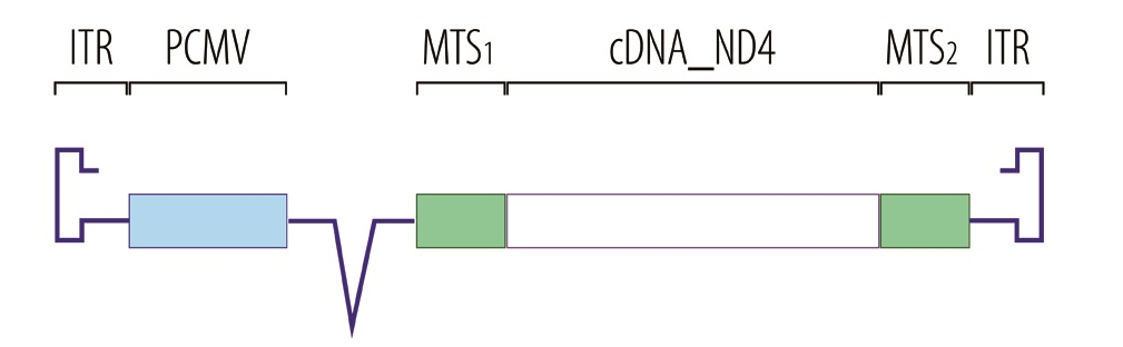 nd4_gene_aav2_therapy_Gs0s_gensight_LHON_blindness_biotech