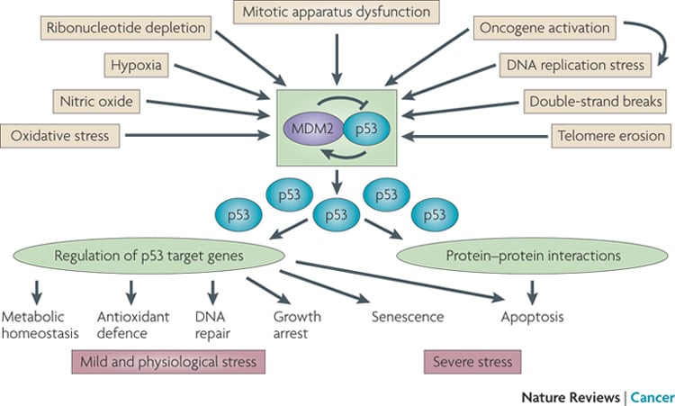 p53_cancer_biotech_bio_spring_bio_europe_bse16