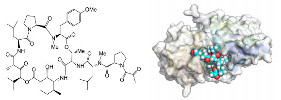 pharmamar_aplidin_plitidepsin_eEF1A2_cancer