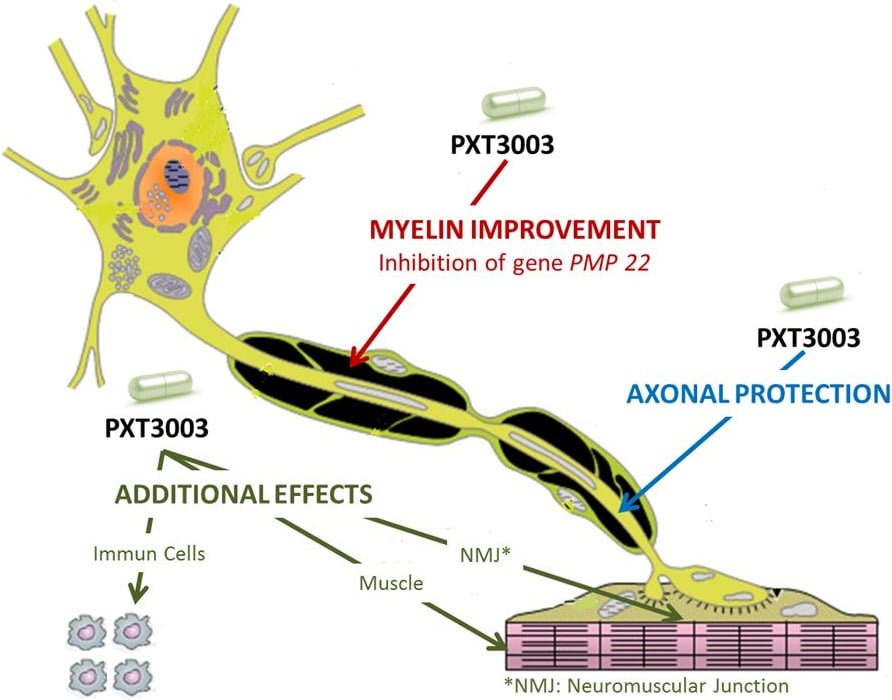 pharnext_pxt3003_pleodrug_myelin_cmt1a