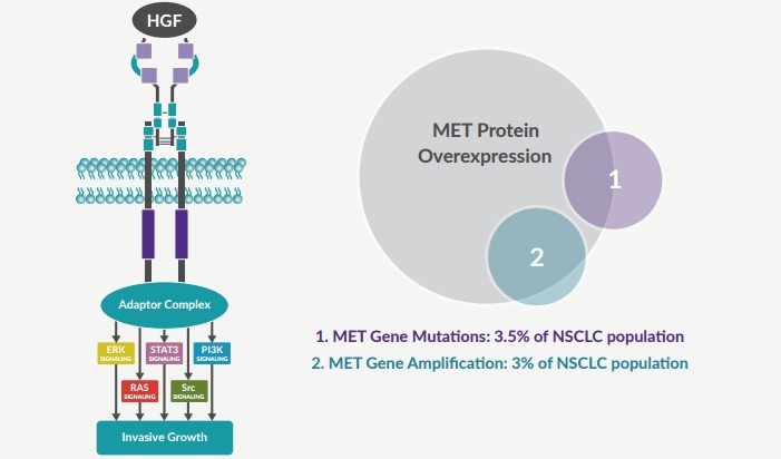 qiagen_mirati_glesatinib_met_lung_cancer