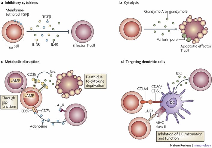 regulatory_t_cell_mechanism_txcell_autoimmune