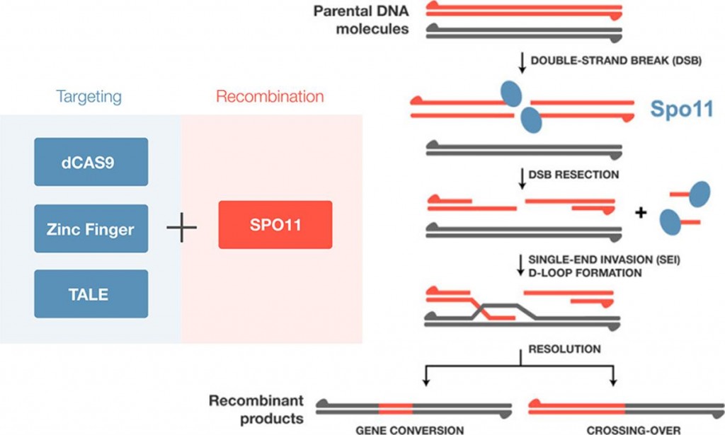 meiogenix_spix_meiotic_recombination_biotech