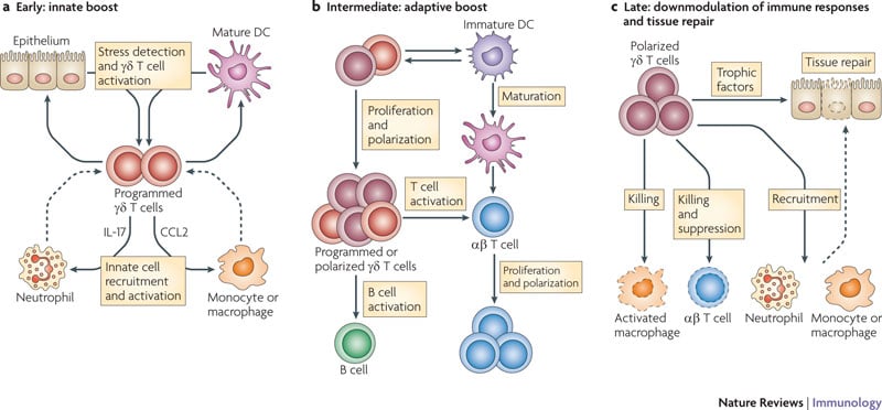 tc_biopharm_immunicell_gamma_delta_t