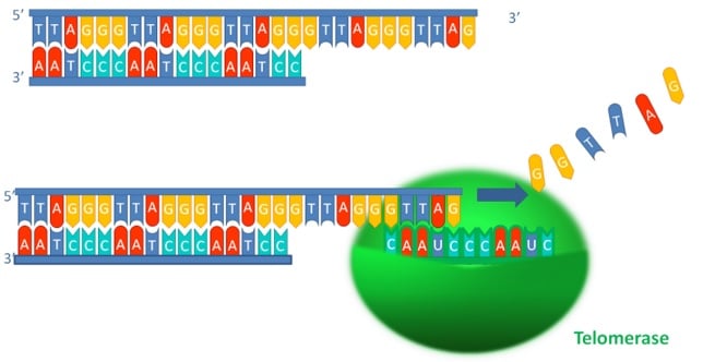 telomerase_anti_ageing_gene_therapy