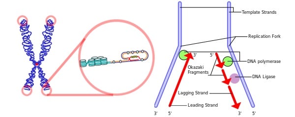 telomeres_shortening_ageing_gene_therapy