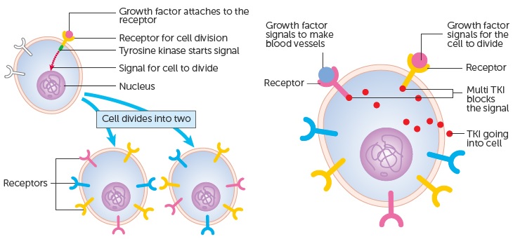 tki_tyrosine_kinase_lung_cancer_mirati