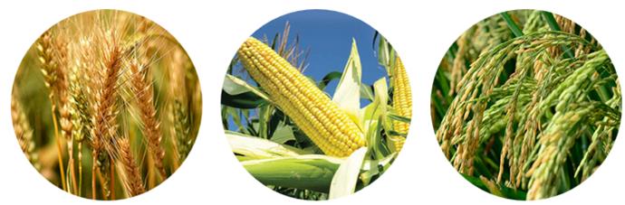 wheat_maize_rice_meiogenix_spix_bayer_crop_biotech_gene_meiotic_recombination_spo11