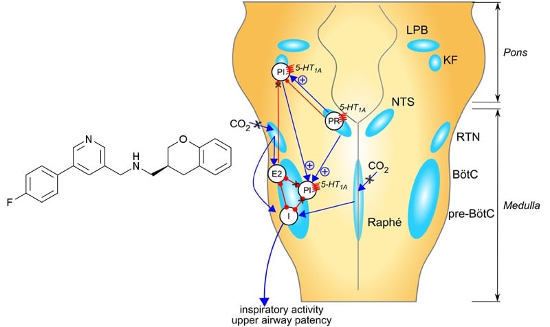 5-HT1A_agonist_sarizotan_rett_syndrome