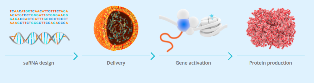 miNA_liver_cancer_phase_I_biotech