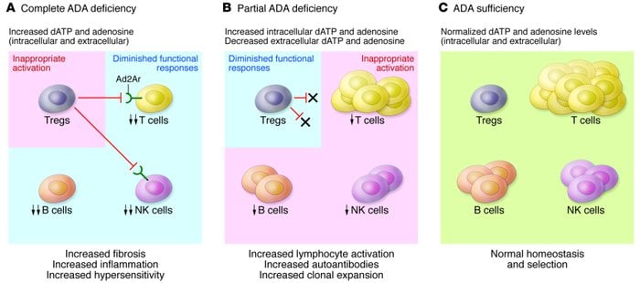 ada_immune_deficiency_orchard_gene_therapy