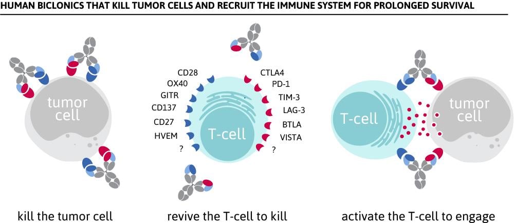 biclonic_merus_antibodies_cancer_aacr_nasdaq_ipo_biotech_immunooncology