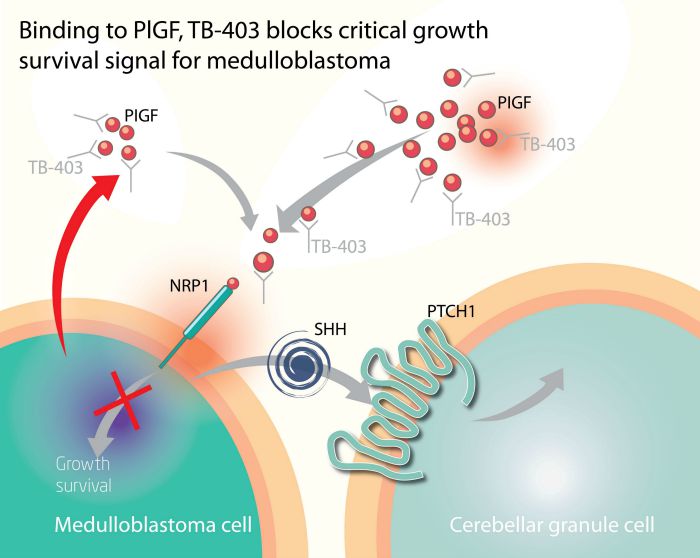 biotech_cancer_pigf_placenta_neuroblastoma_medulloblastoma_bioinvent_immunooncology