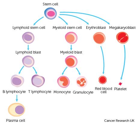 blood_cells_lymphoid_myeloid_leukemia_myeloma