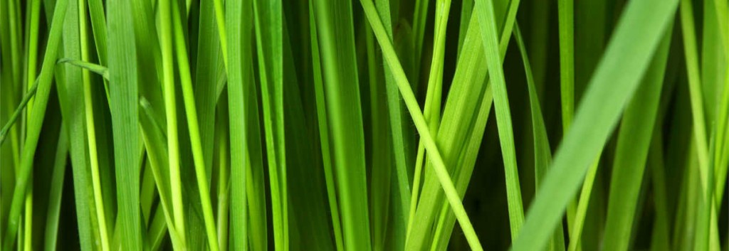 circassia grass allergy peptide spire trial